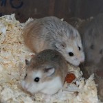 Venäjänkääpiöhamsteri roborovski