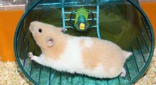 Hamsterilla menee selkä aavistuksen verran notkolle