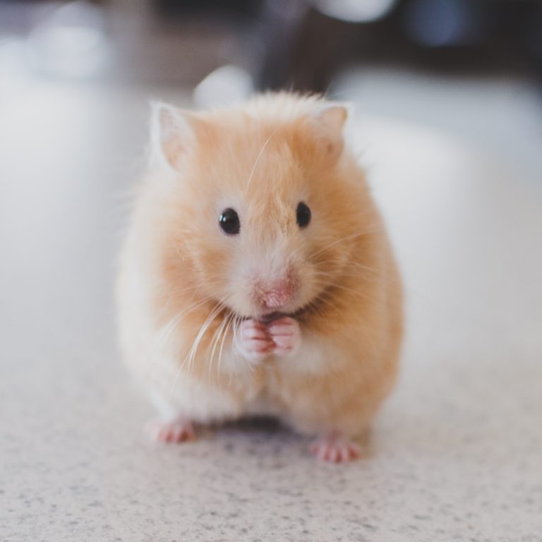 Hamsterin hoito on antoisaa ja suhteellisen vaivatonta.