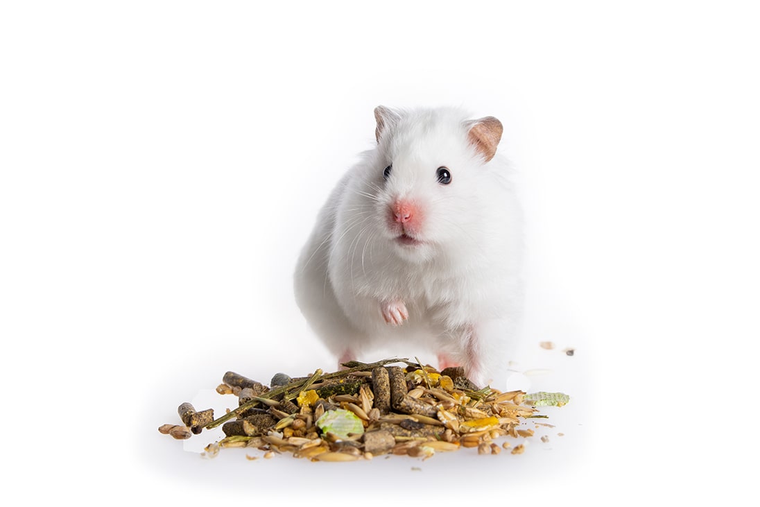 Hamsteri syömässä siemenseosta