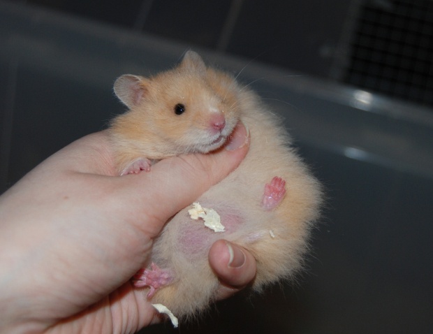 Hamsteri kannattaa totuttaa kuvankaltaiseen selälleen kääntämiseen, jotta terveydentilan tarkastaminen on helppoa