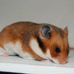 Lyhytkarvainen normaali syyrialainen hamsteri
